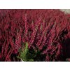 Calluna vulgaris Sabella (2)