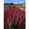Calluna vulgaris Sabella (3)