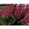 Calluna vulgaris Sabella (1)