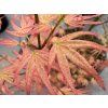 pink dwarf