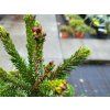 Picea likiangensis var. purpurea (1)