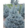 Smrk pichlavý 'Bizon Blue'  Picea pungens 'Bizon Blue'
