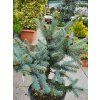 Picea pungens 'Donna's Rainbow' (2)
