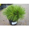 Pinus ponderosa 'Canyon C'