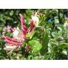 Zimolez kozí list  Lonicera caprifolium