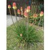 Mnohokvět hroznatý 'Flamenco' - Kniphofia uvaria 'Flamenco'  Kniphofia uvaria 'Flamenco'