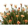 Rhodanthemum 'Zagora Orange' - Rhodanthemum hosmariense 'Zagora Orange'  Rhodanthemum hosmariense 'Zagora Orange'