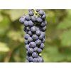 Réva vinná 'Hasansky Sladky (syn. Baltica)'  Vitis vinifera 'Hasansky Sladky'