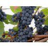 Réva vinná 'Hasansky Sladky (syn. Baltica)'  Vitis vinifera 'Hasansky Sladky'