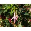 Fuchsia Whitening's Pearl (2)