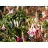 Fuchsia Whitening's Pearl (1)
