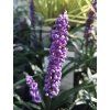 Liriope Ingwersen (2)