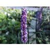 Liriope Ingwersen (3)