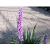 Liriope Money Maker (4)
