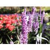 Liriope Money Maker (2)