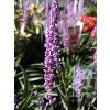 Liriope Money Maker (1)