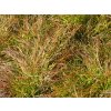 Miscanthus Cute One