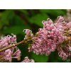 Syringa Kojubella (2)