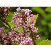 Syringa Kojubella (5)