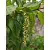 Acer Silver Vein (3)