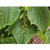 Acer Silver Vein (4)