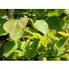 Zmarlika kanadská 'Cascading Hearts'  Cercis canadensis 'Cascading Hearts'