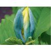 102092 blueopal