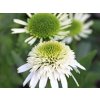 Třapatka DELICIOUS NOUGAT 'Noecthree' PBR - Echinacea DELICIOUS NOUGAT 'Noecthree' PBR  Echinacea DELICIOUS NOUGAT 'Noecthree'