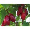 Dřín velkoplodý 'Swietlana' - kontejner  Cornus mas 'Swietlana'