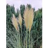 102437 pampova trava white plume cortaderia seloana white plume