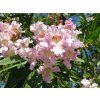 Chitalpa taškenská 'Pink Dawn'  Chitalpa tashkentensis 'Pink Dawn'