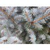 Picea pungens 'Erich Frahm' (3)