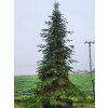 Abies amabilis (2)