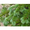Abies amabilis (5)