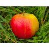 Jabloň 'Orangecrisp'  Malus domestica 'Orangecrisp'