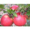 Jabloň 'Orangecrisp'  Malus domestica 'Orangecrisp'