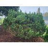Pinus mugo mughus2
