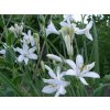 Paradisie liliovitá 'Major' - Paradisea liliastrum 'Major'  Paradisea liliastrum 'Major'