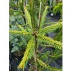 103076 2 smrk ztepily virgata aurea vanc