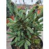 Picea likiangensis var. balfouriana 'Mittenwald H.B.' (3)