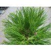 Pinus nigra 'Petra' (2)