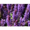 Šalvěj hajní 'Marvel Sky Blue' - Salvia nemorosa 'Marvel Sky Blue'  Salvia nemorosa 'Marvel Sky Blue'
