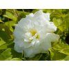 Clematis 'Duchess of Edinburgh' (2)