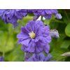 Plamének 'Floral Dance'  Clematis 'Floral Dance'