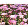 Lomikámen Arendsův 'Ice Colours Appleblossom' - Saxifraga x arendsii 'Ice Colours Appleblossom'  Saxifraga x arendsii 'Ice Colours Appleblossom'