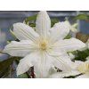 Plamének 'Halina Noll'  Clematis 'Halina Noll'