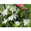 Plamének 'Halina Noll'  Clematis 'Halina Noll'