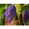 Clematis Jiska
