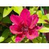 Clematis Perida (1)