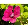 Clematis Perida (2)